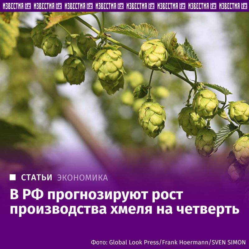 Охмелеть можно. Минсельхоз прогнозирует рост производства хмеля на 22%