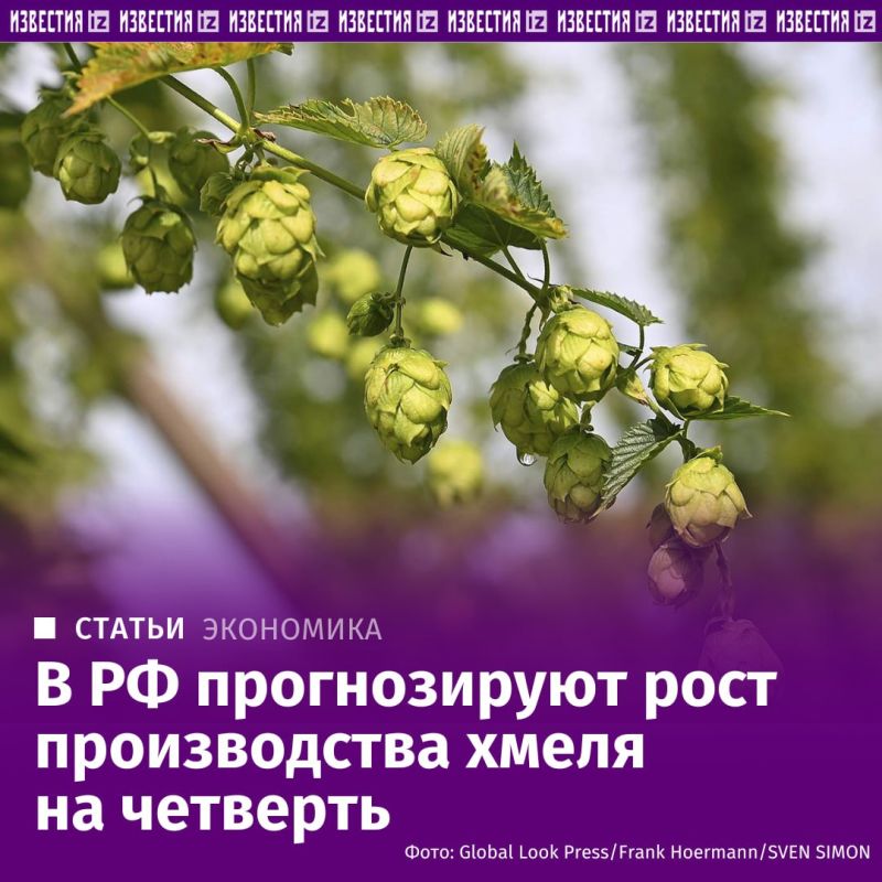 Россия наращивает производство собственного хмеля