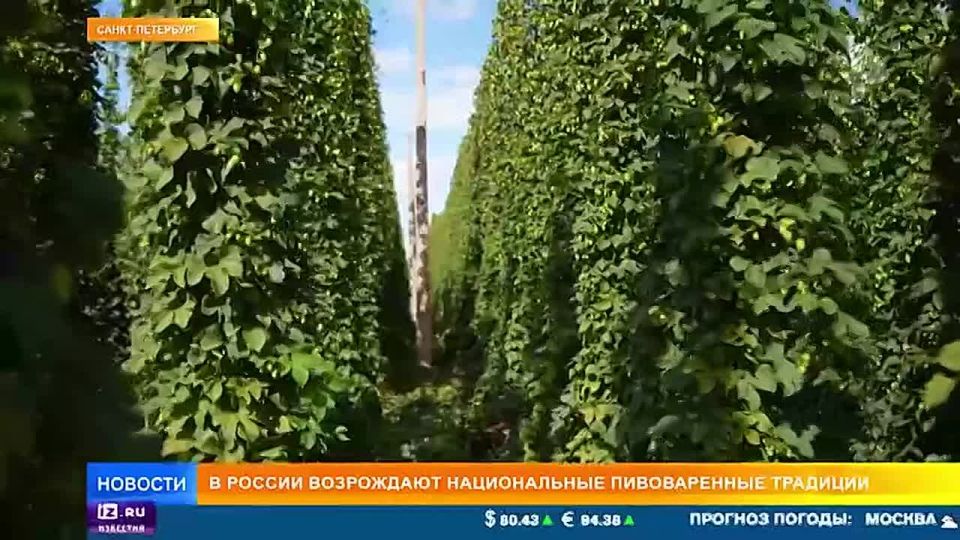В России возрождают национальные пивоваренные традиции