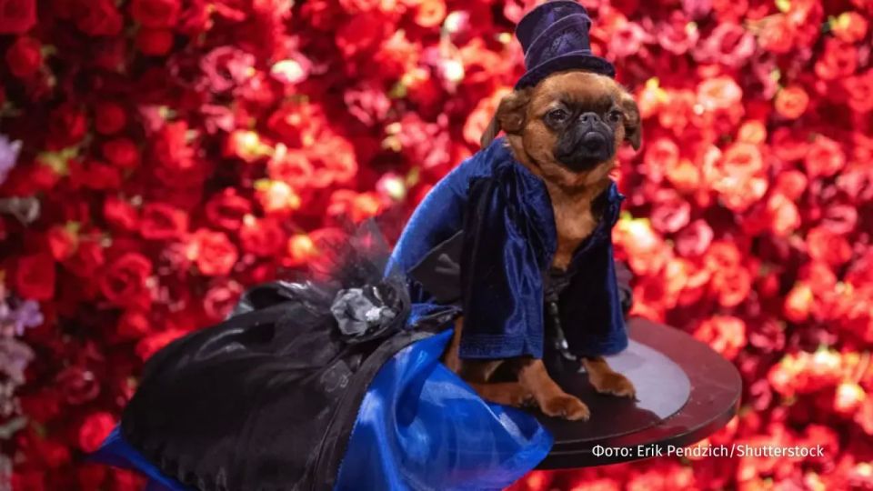 Мода для собак: в Нью-Йорке прошел показ Pet Gala Мода для собак: в Нью-Йорке прошел показ Pet Gala