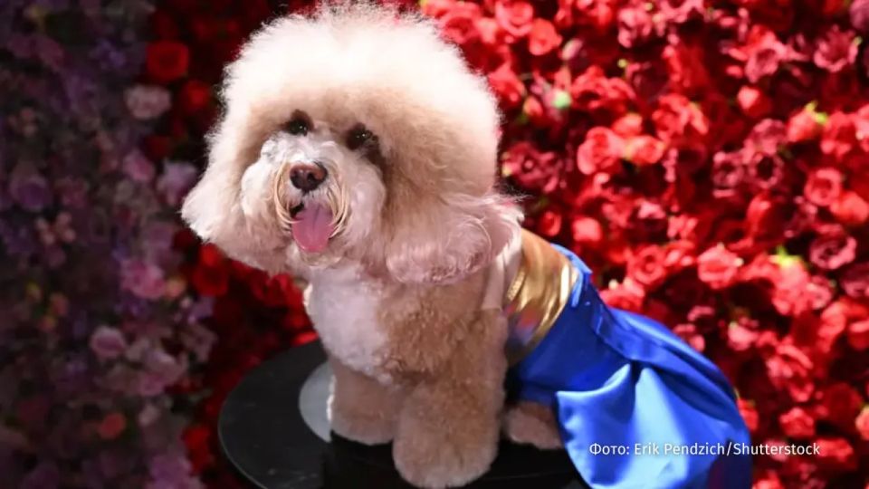 Мода для собак: в Нью-Йорке прошел показ Pet Gala Мода для собак: в Нью-Йорке прошел показ Pet Gala
