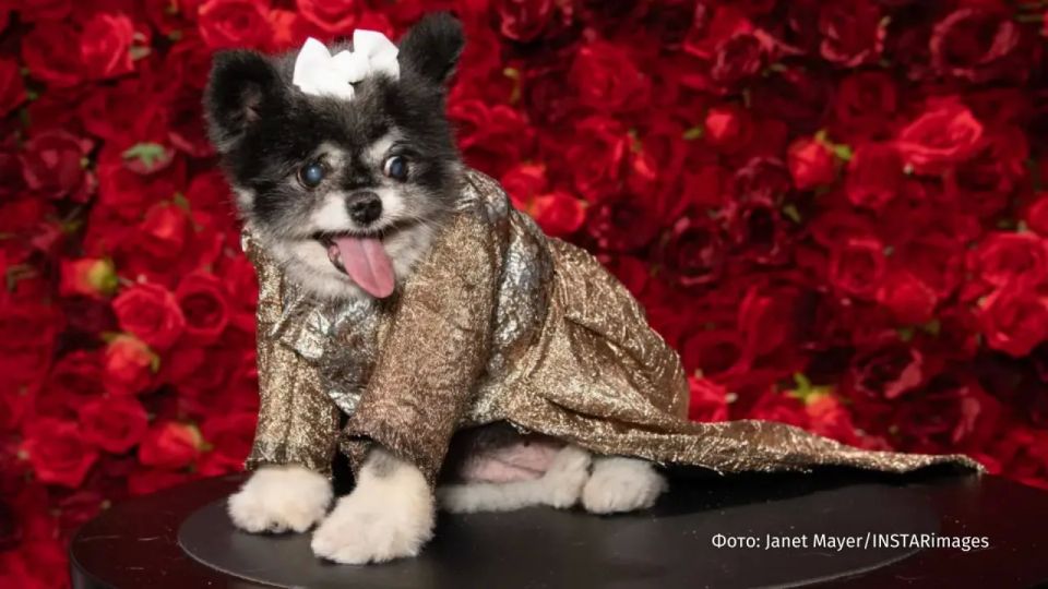Мода для собак: в Нью-Йорке прошел показ Pet Gala Мода для собак: в Нью-Йорке прошел показ Pet Gala