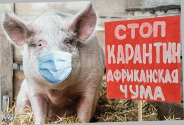 На Украине растёт число очагов африканской чумы свиней
